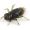 Приманка FISHUP Dragonfly 0.75" (12pcs.), #043 - Watermelon Brown/Black